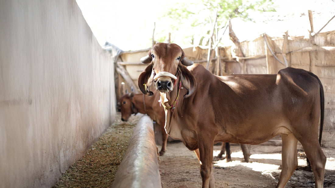 Best A2 Cow Ghee in India – How to Choose the Right Brand?