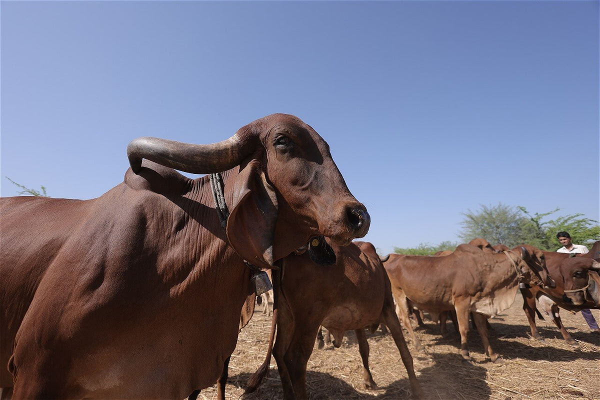 Indigenous Gir cow on the Gopalak Farms farm